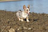 CORGI CARDIGAN 229